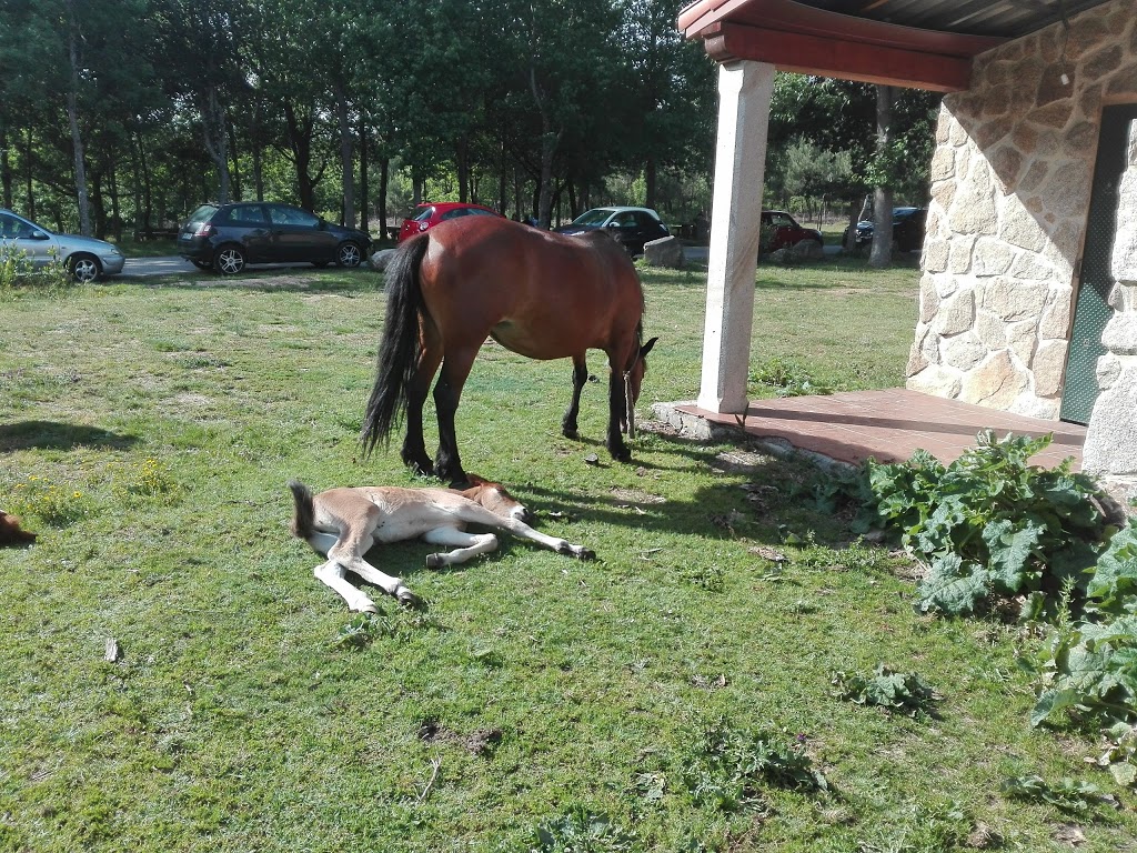 Foto  4