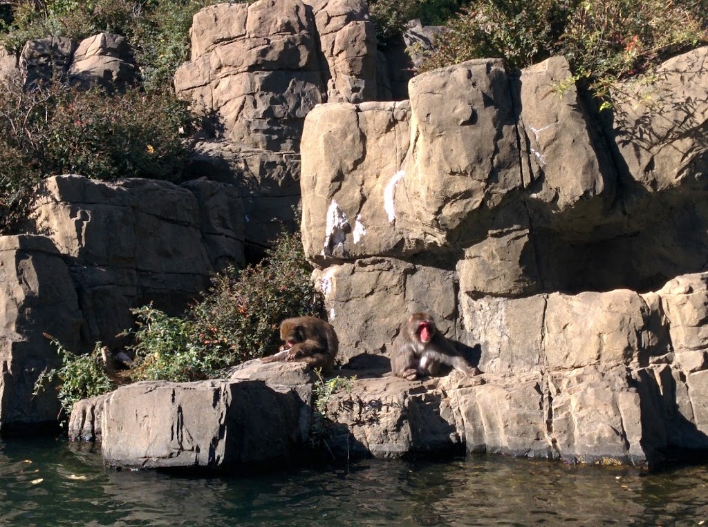 Central Park Zoo 14