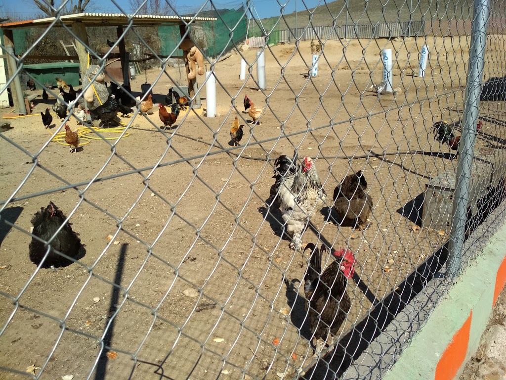 Foto  4