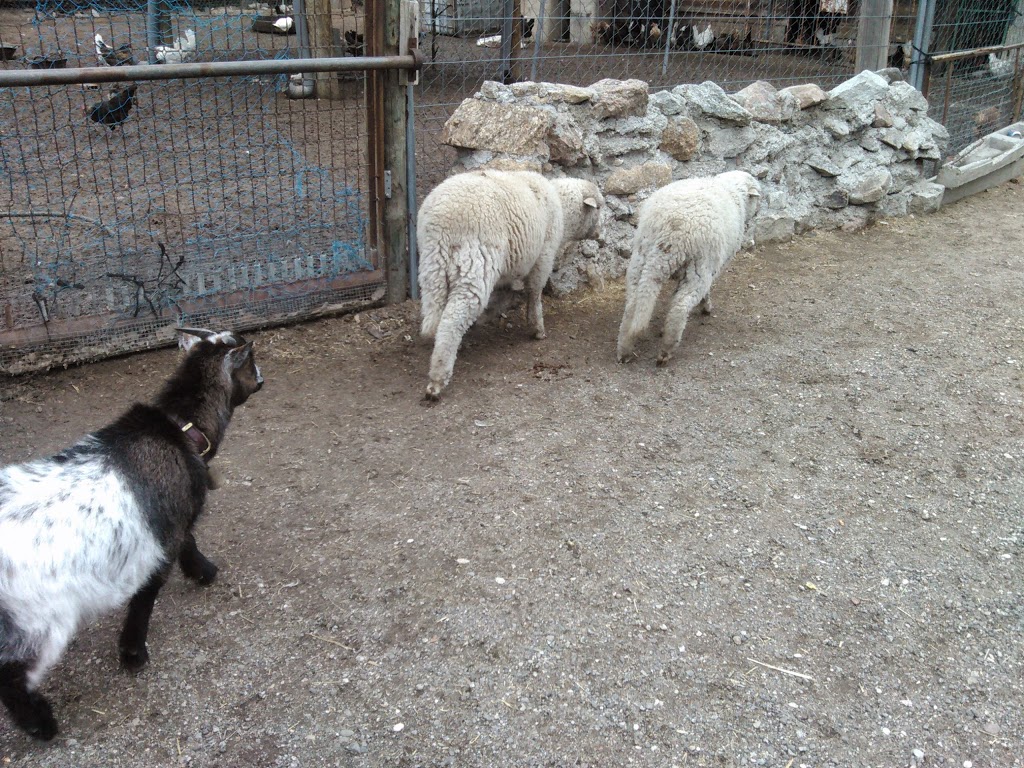 Foto  10