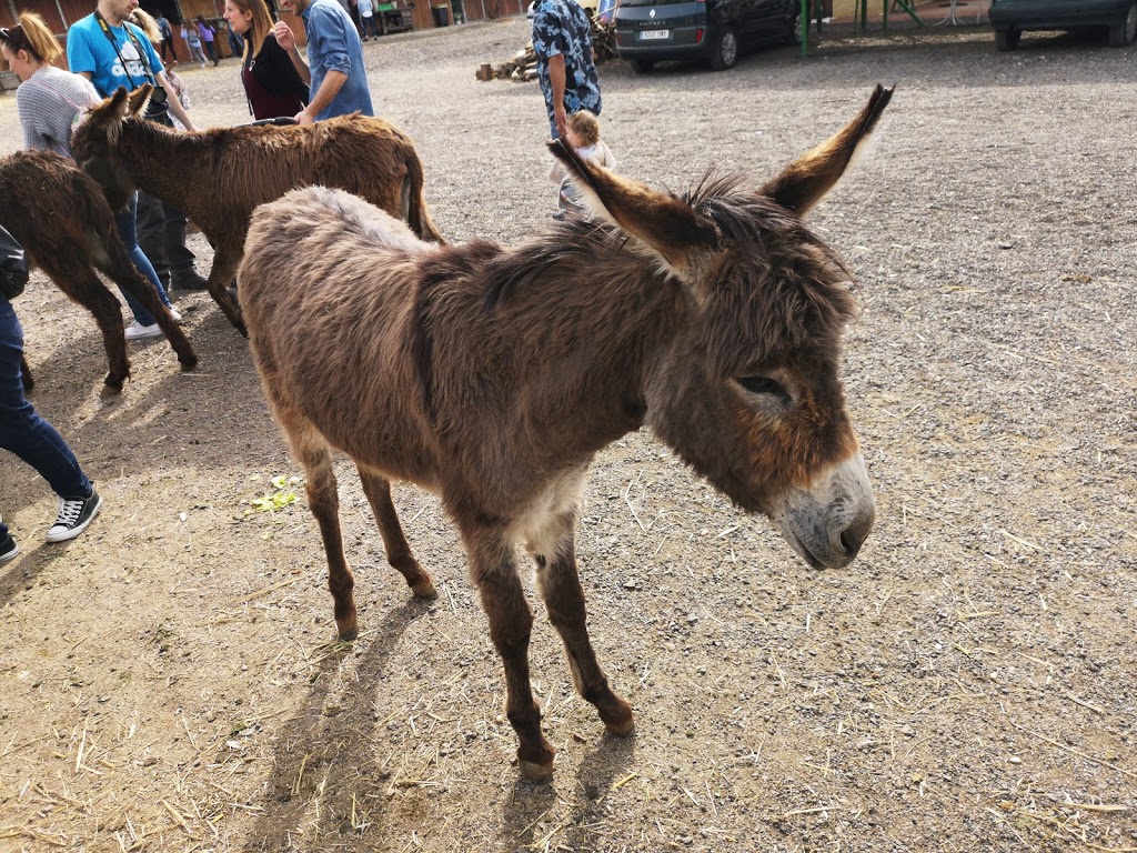 Foto  14