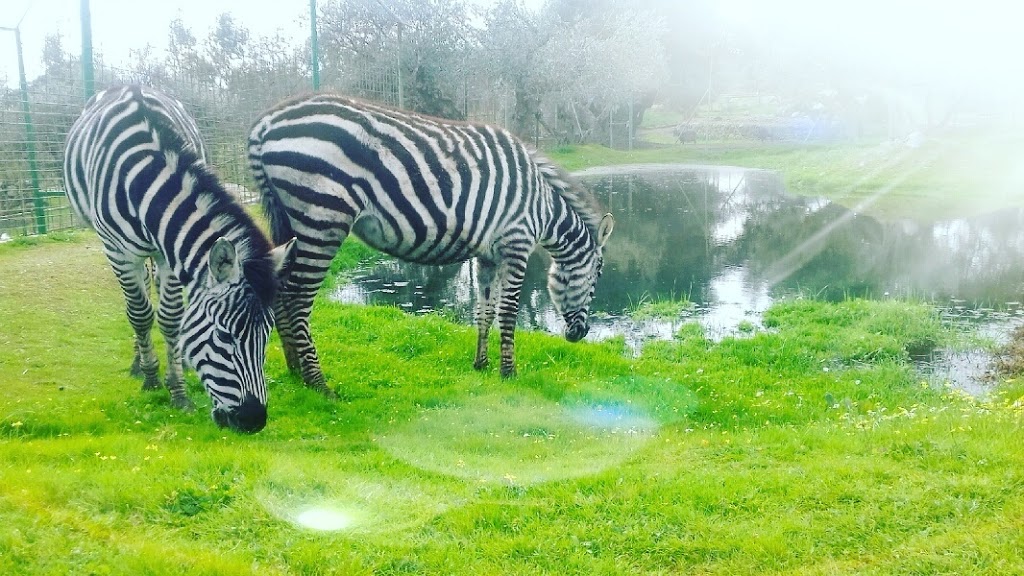 Foto  4