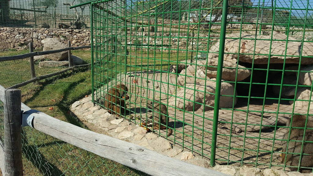 Foto  5