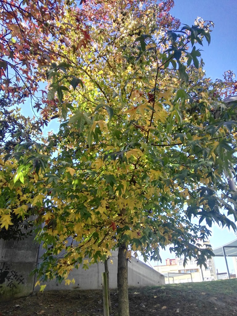Foto  12