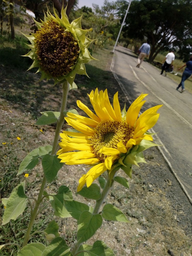 ANP Parque Ecológico de Tepic 11