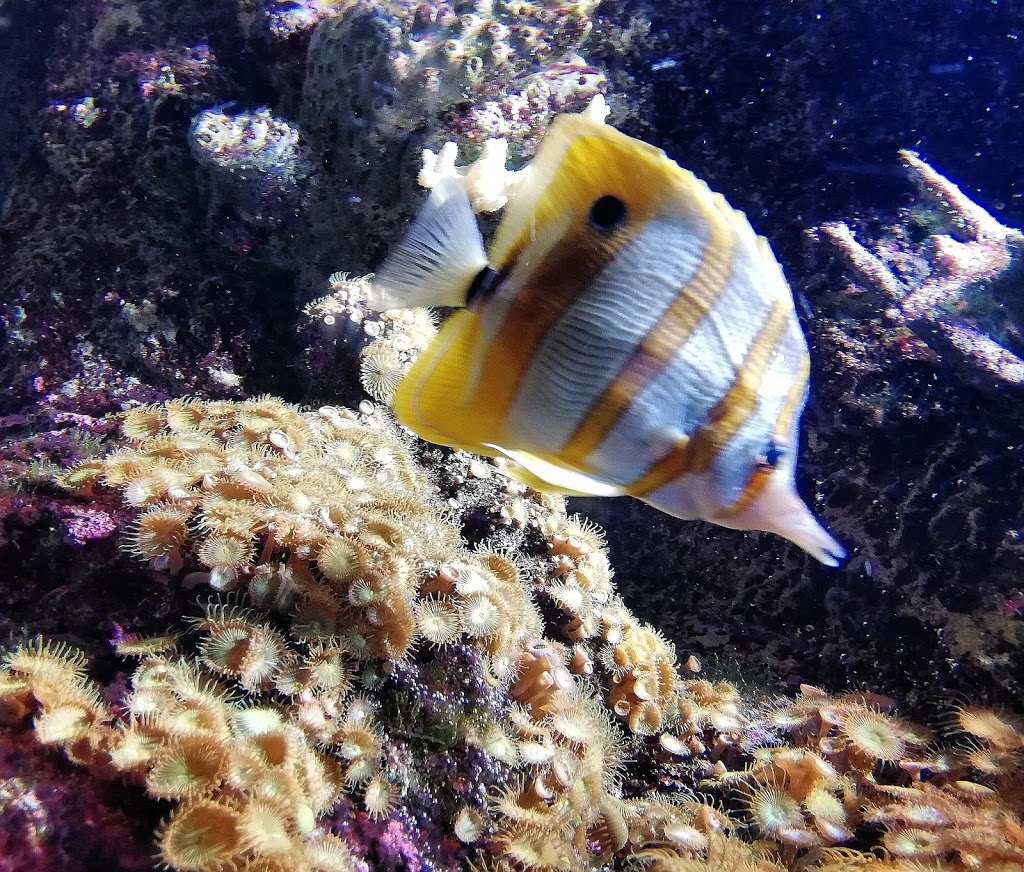 Foto  7