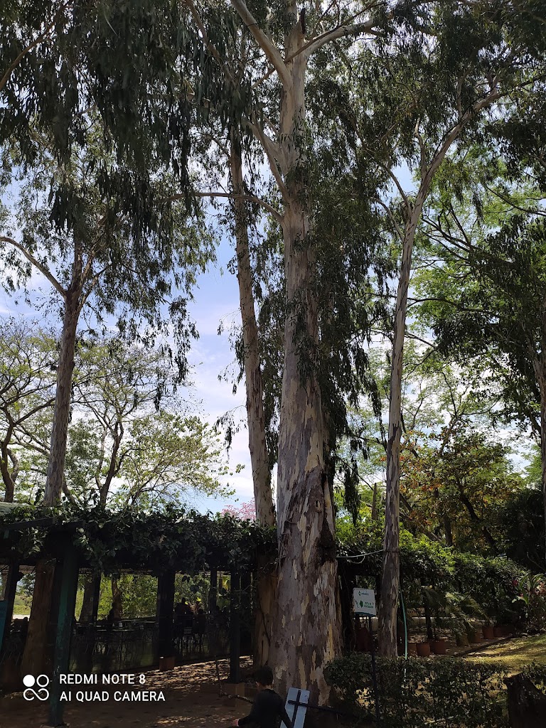 Foto  7