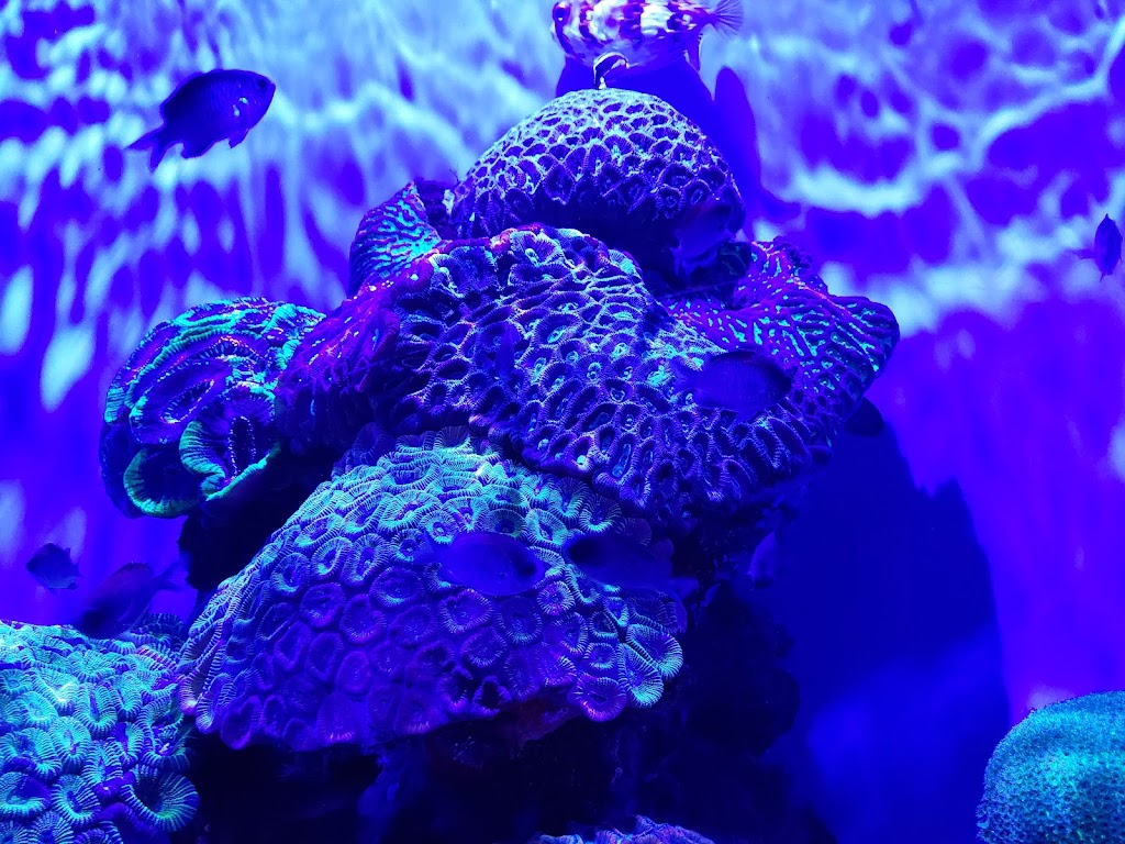 Foto  4