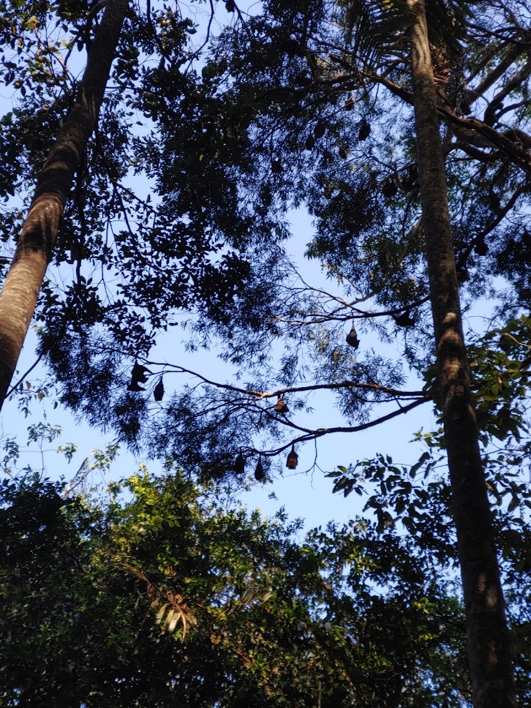 Foto  6