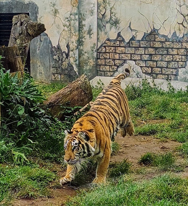 Lembang Park & Zoo 5