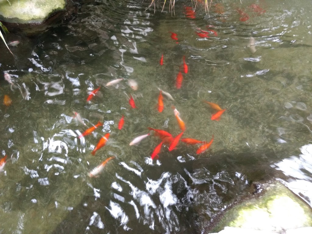 Foto  5