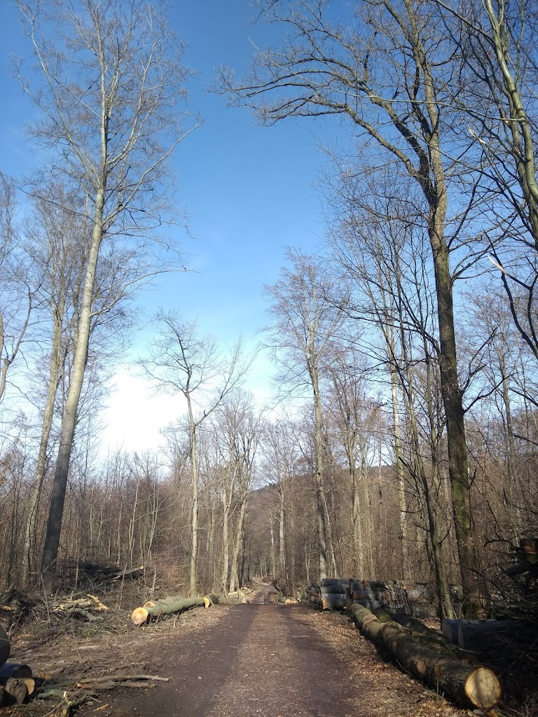 Foto  6