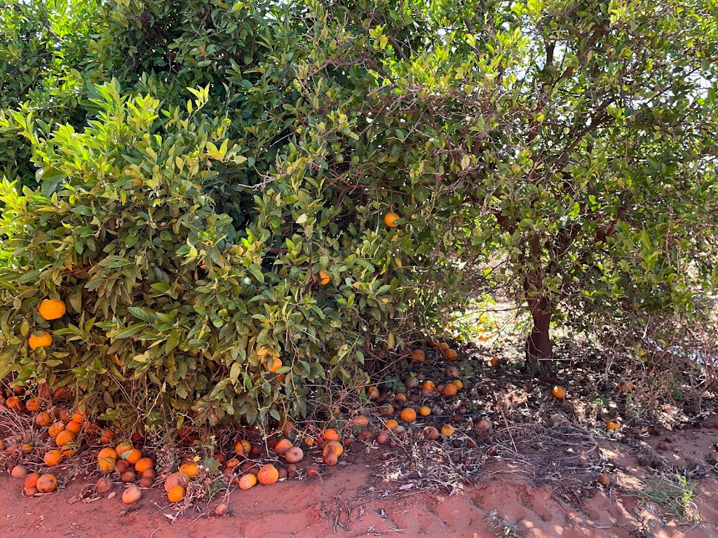Foto  4