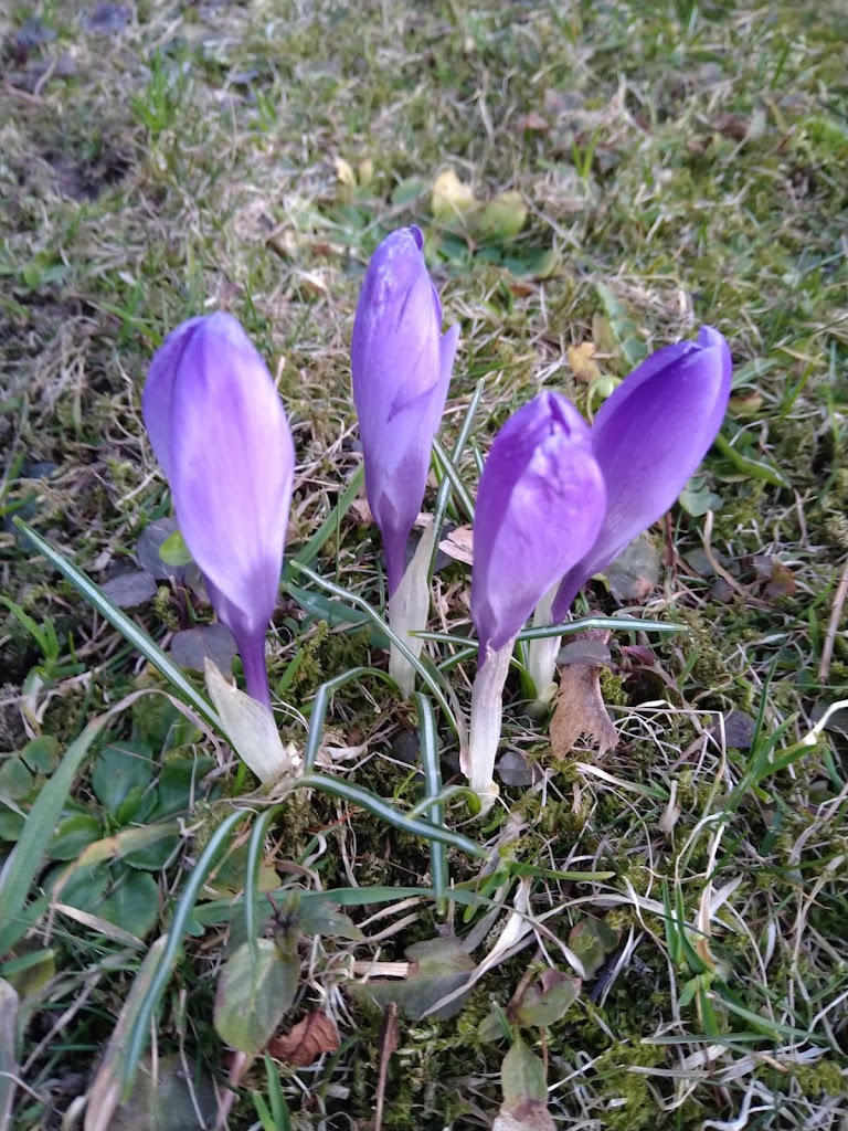 Foto  7