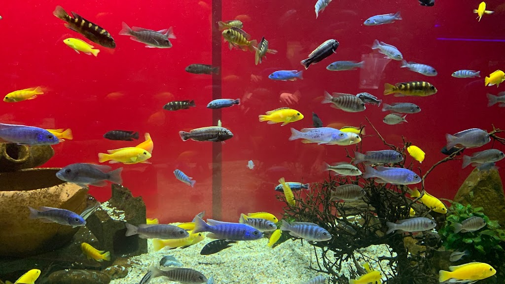 Foto  5