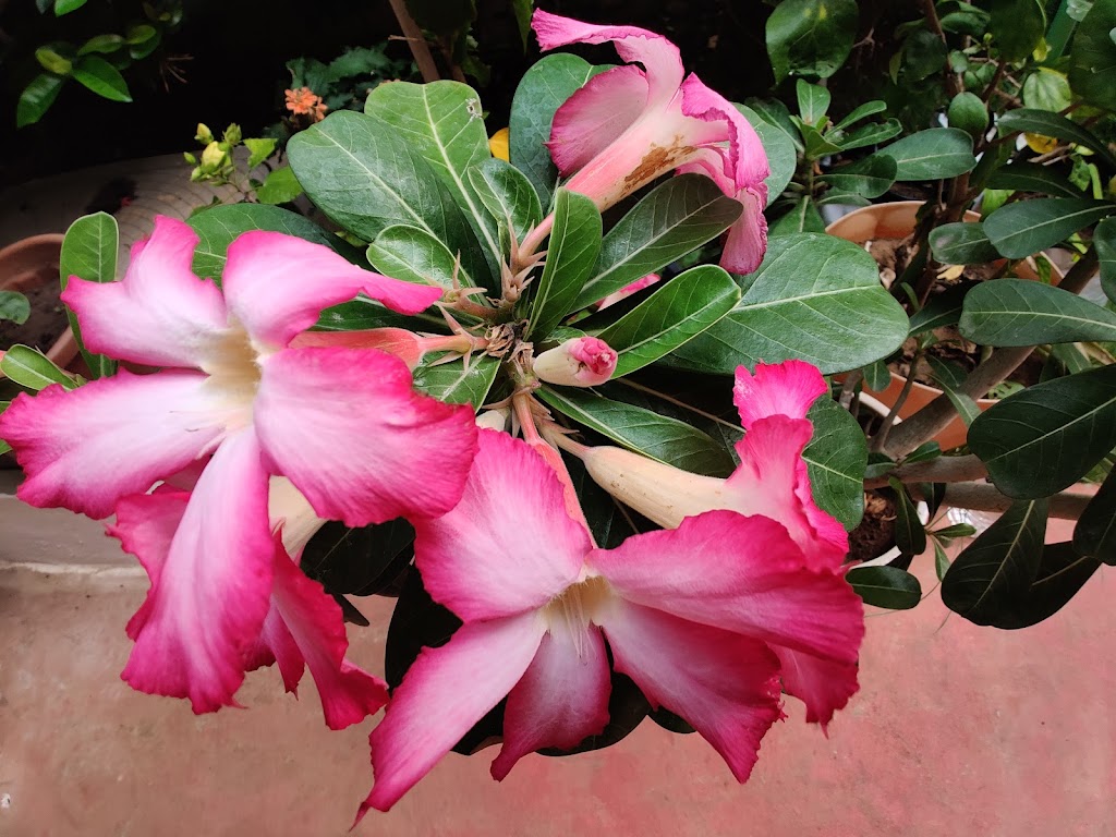 Foto  6