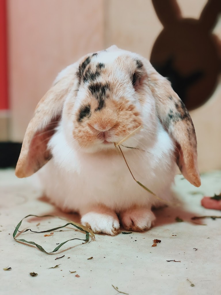 Foto  4
