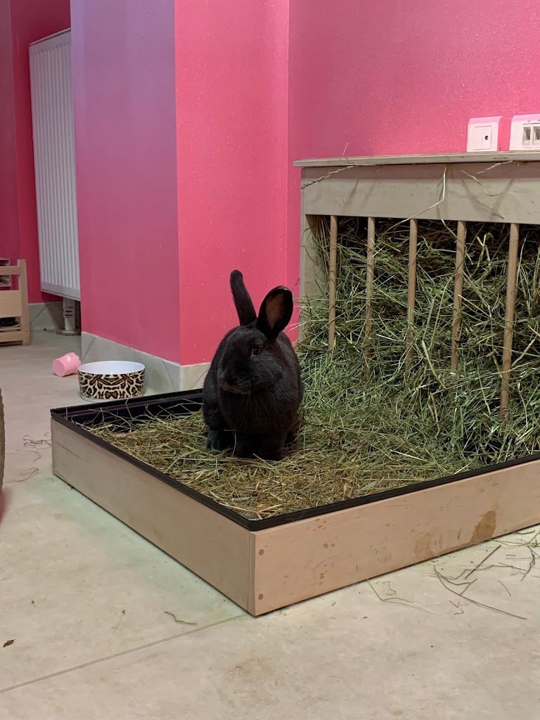 Foto  11