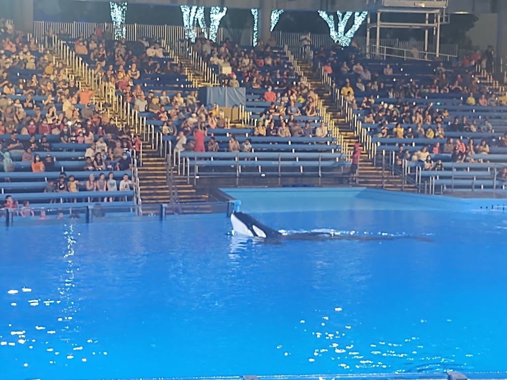 Foto  7