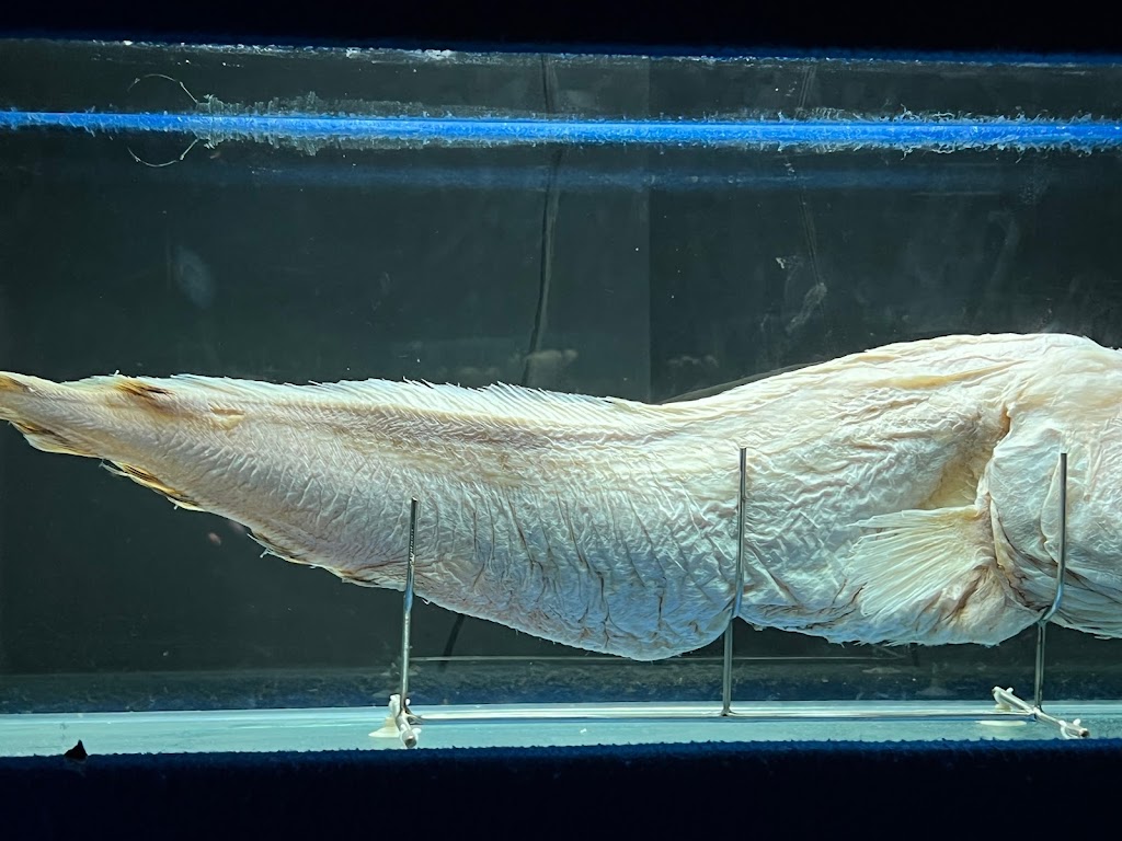 Foto  10
