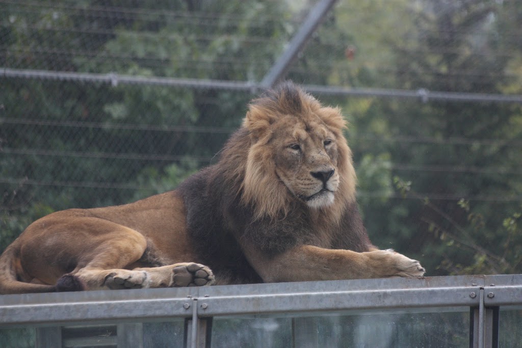 Zoo Santo Inácio 9