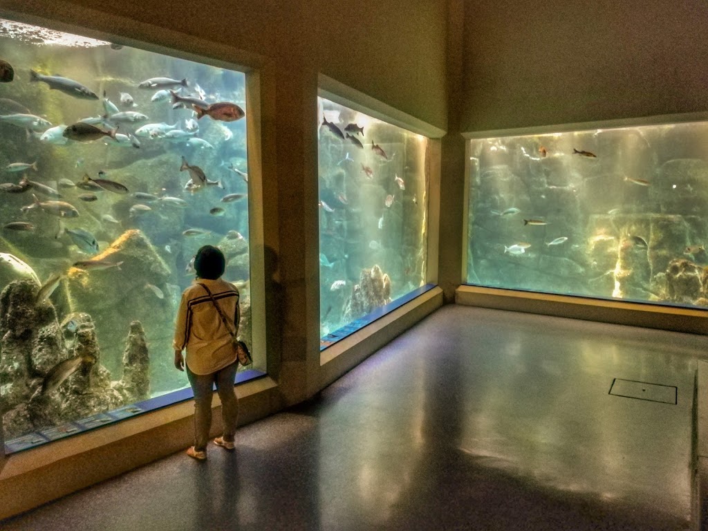 Aquarium Finisterrae 4