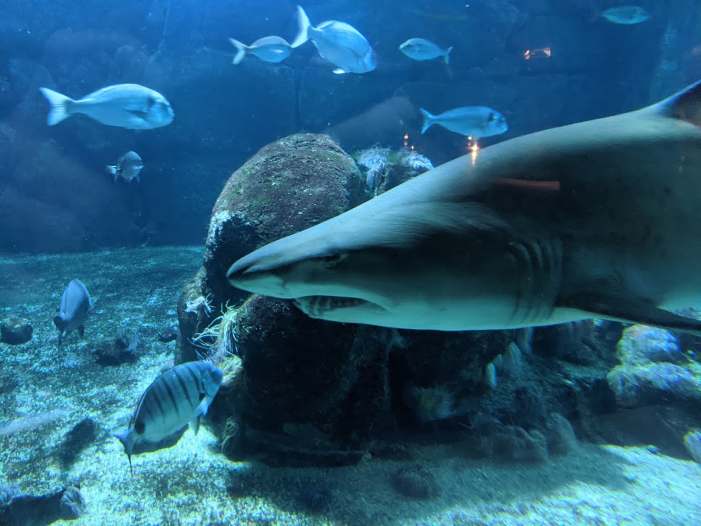 Aquarium Finisterrae 5