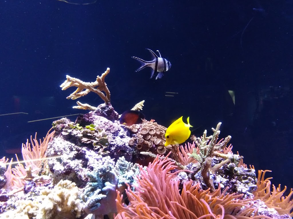Aquarium Finisterrae 10