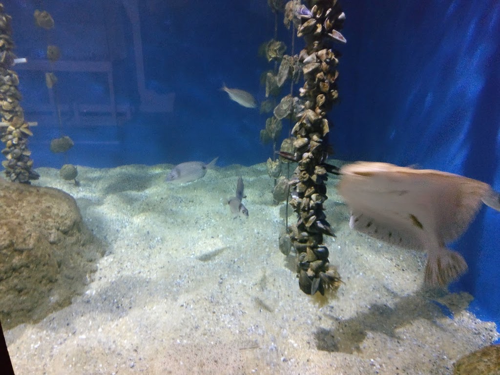 Foto  11